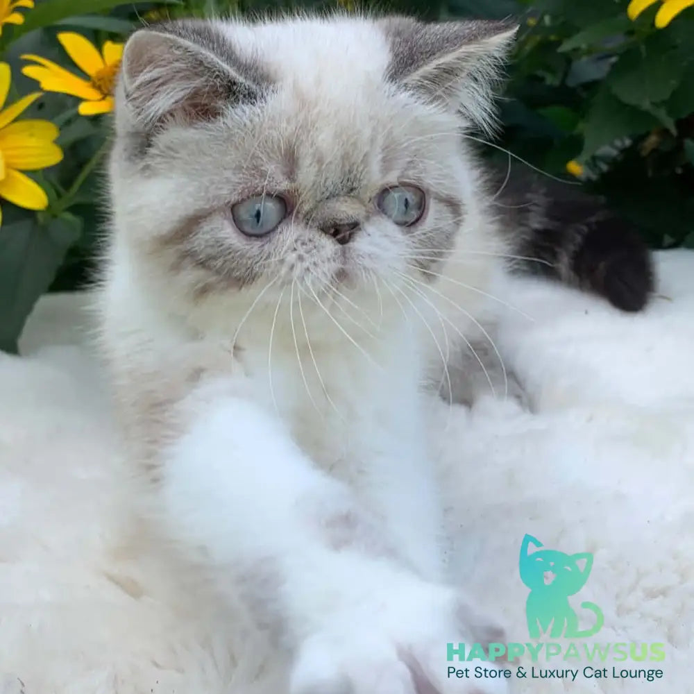 Margo Exotic female black tabby pointed bicolour - live animals
