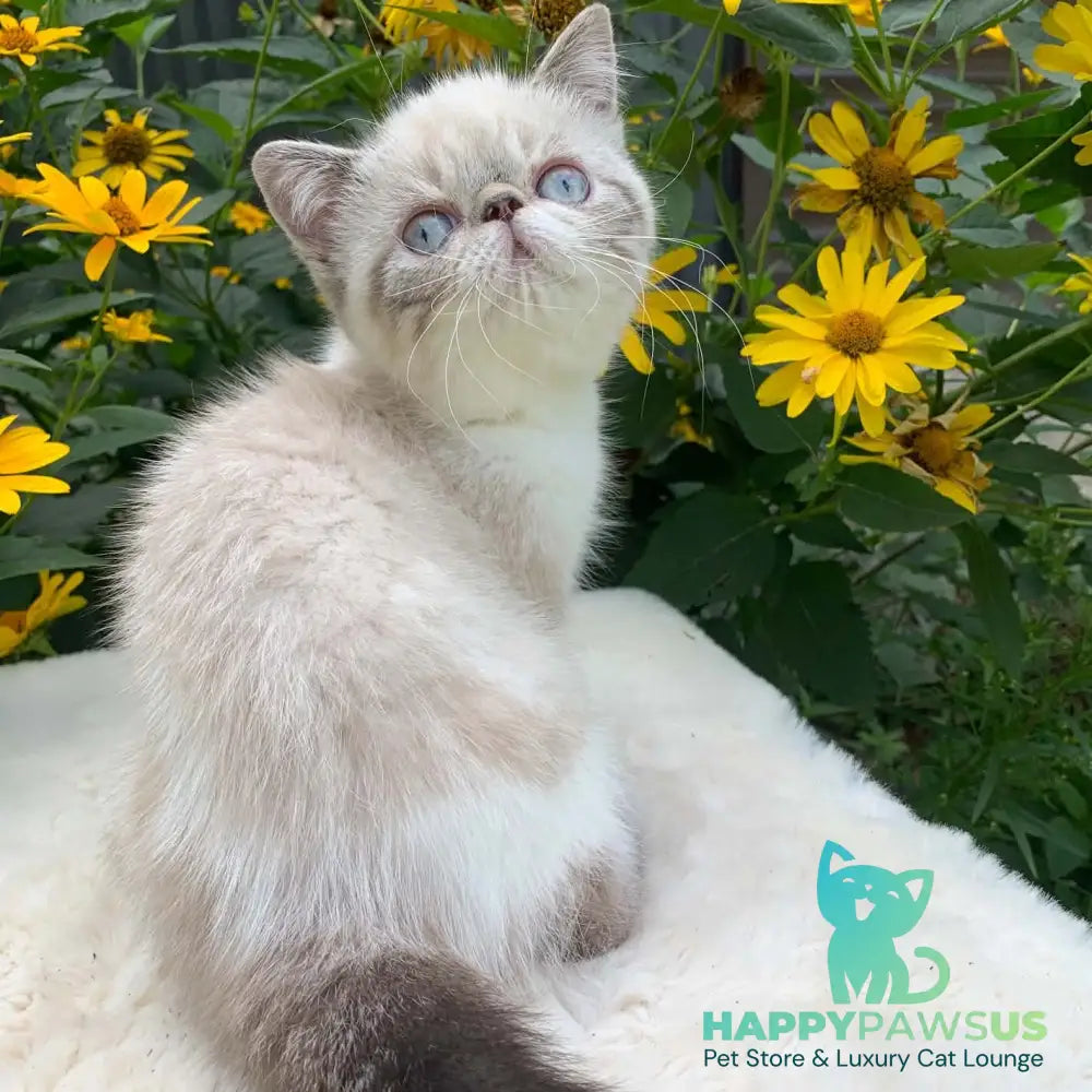 Margo Exotic female black tabby pointed bicolour - live animals