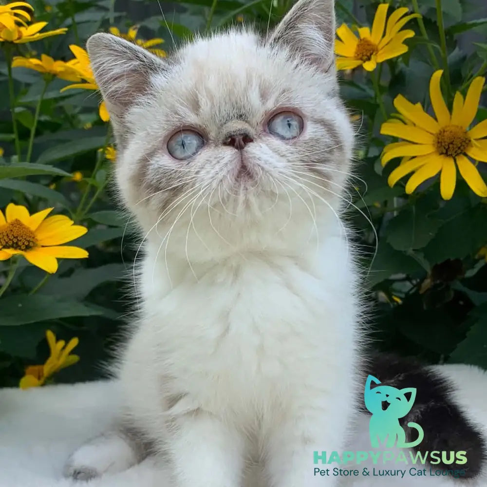 Margo Exotic female black tabby pointed bicolour - live animals