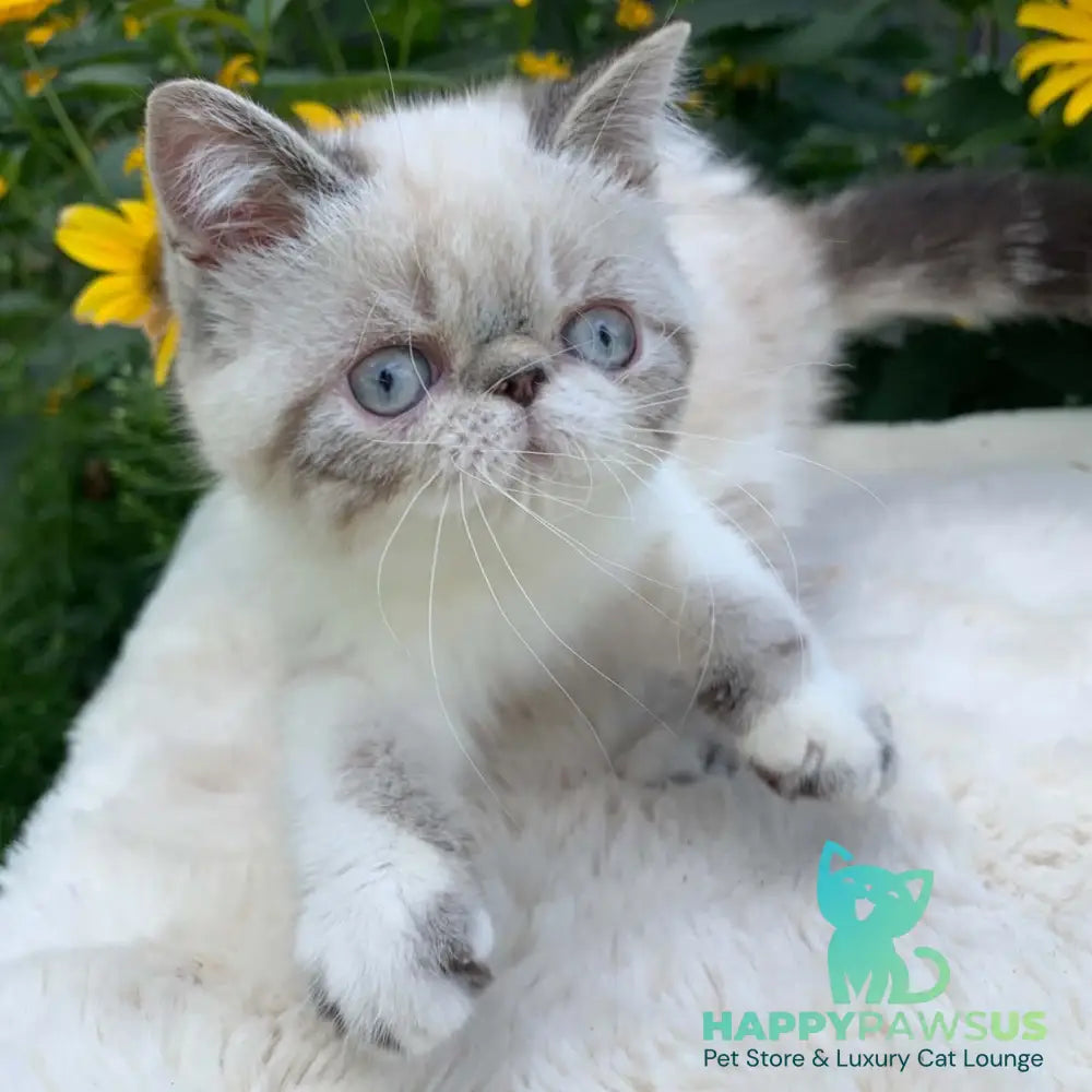 Margo Exotic female black tabby pointed bicolour - live animals