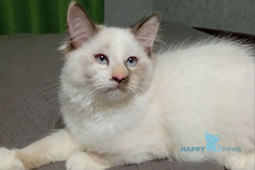 Мargo Neva Masquerade female black tortie with white live animals