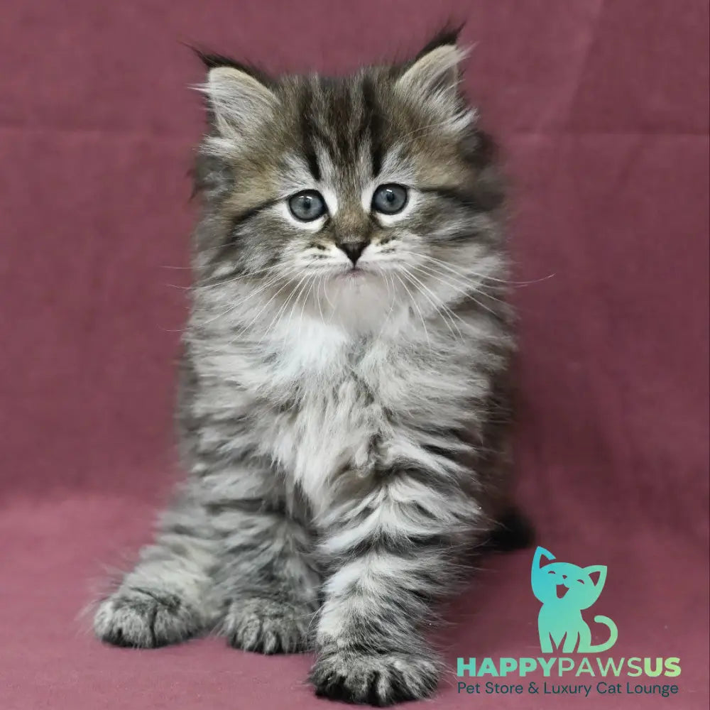Margo Siberian female black spotted tabby - live animals