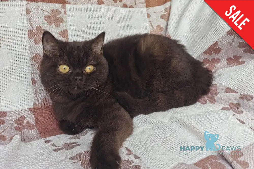 Margoritka British Shorthair female chocolate live animals