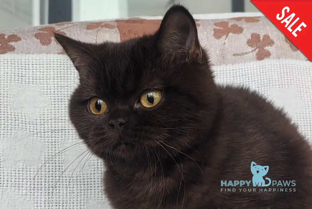 Margoritka British Shorthair female chocolate live animals