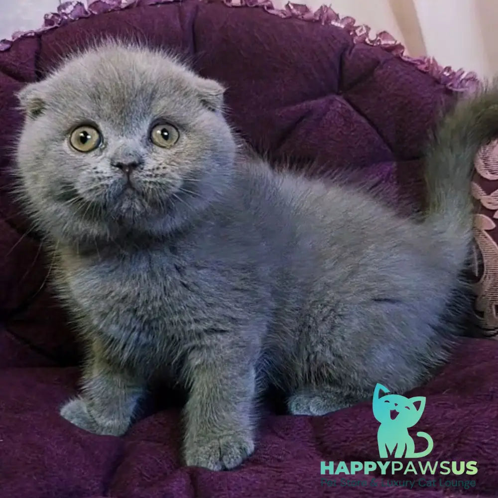 Margosha Scottish Fold female lilac - live animals