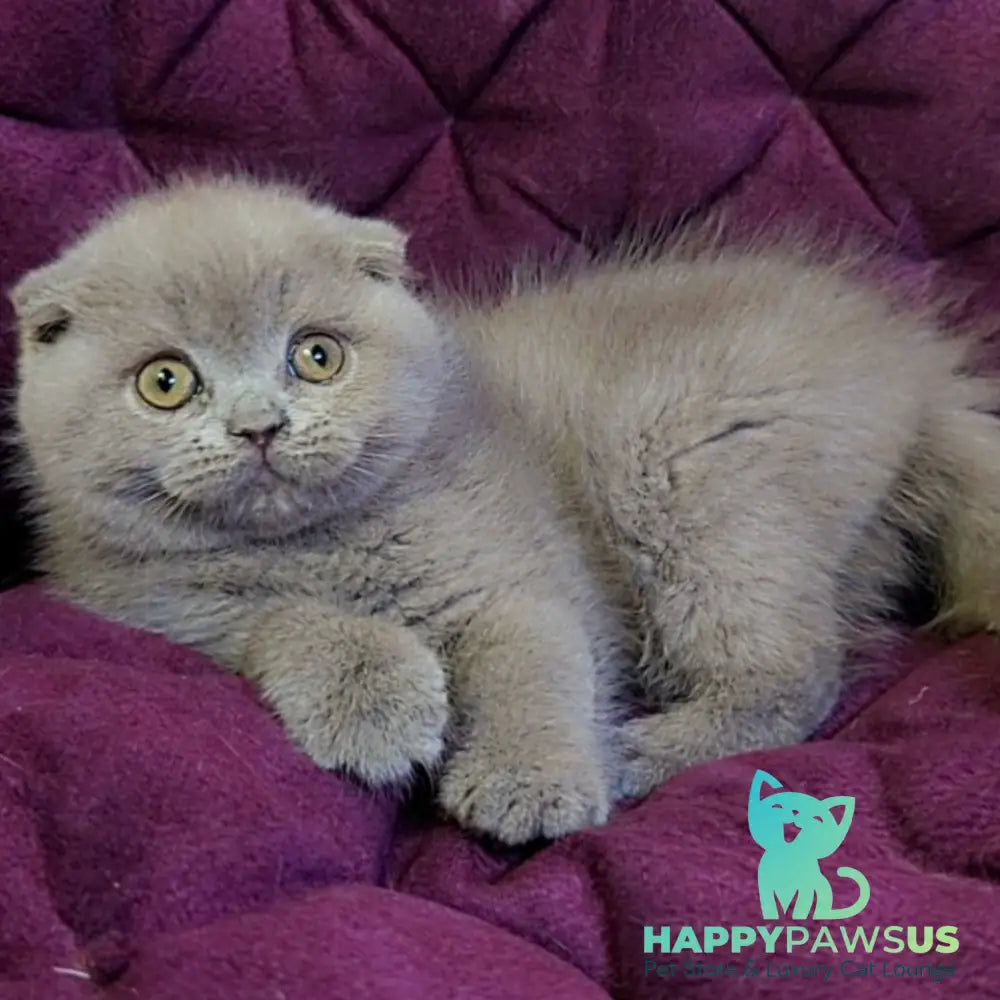 Margosha Scottish Fold female lilac - live animals