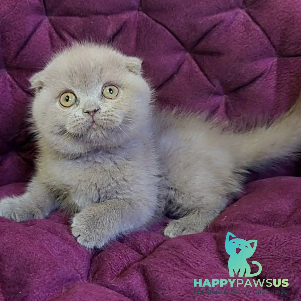 Margosha Scottish Fold female lilac - live animals