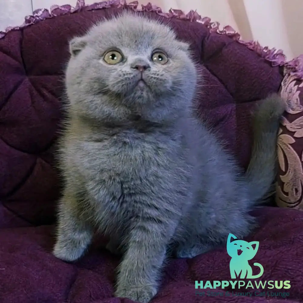 Margosha Scottish Fold female lilac - live animals
