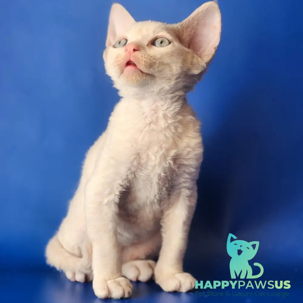 Maria Devon Rex female chocolate tabby pointed - live animals