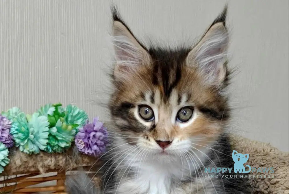 Maria Maine Coon female black tortie tabby with white live animals