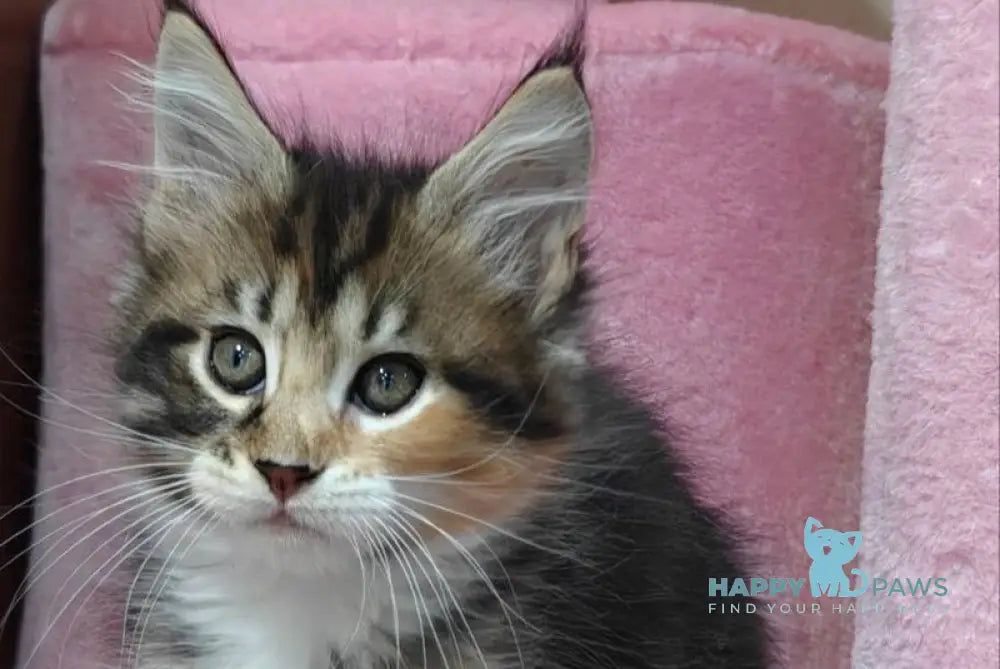 Maria Maine Coon female black tortie tabby with white live animals