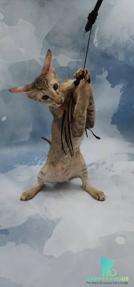 Marian Oriental Shorthair female chocolate tortie spotted tabby - live animals