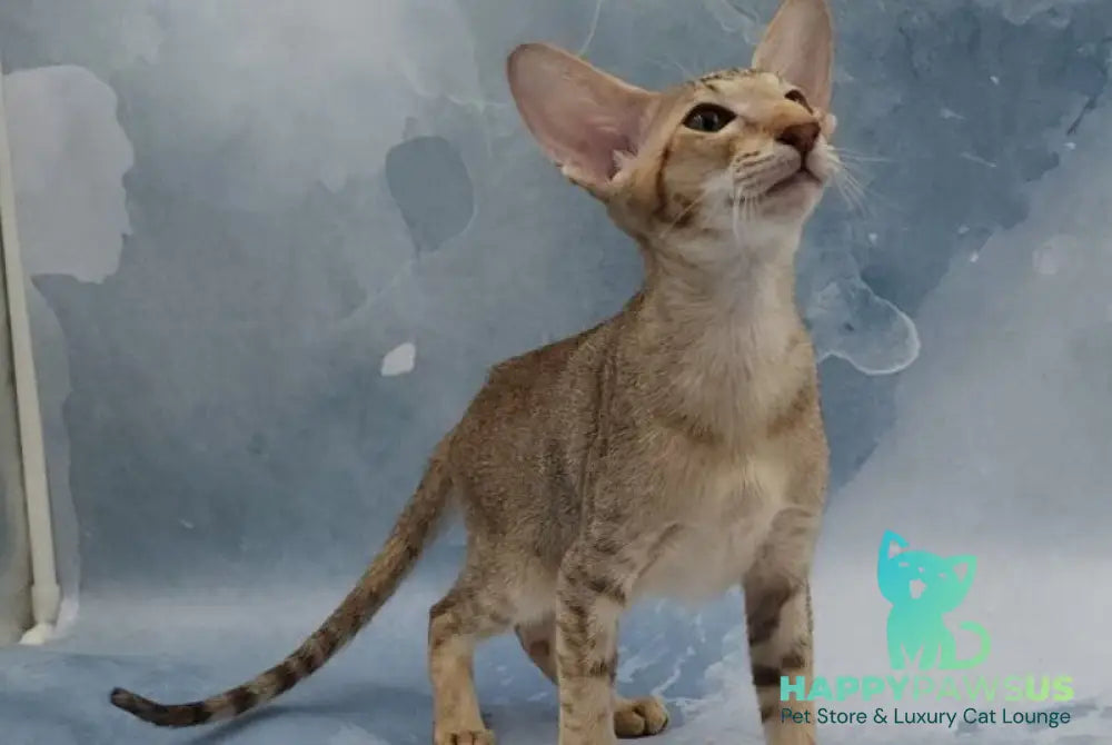 Marian Oriental Shorthair female chocolate tortie spotted tabby - live animals