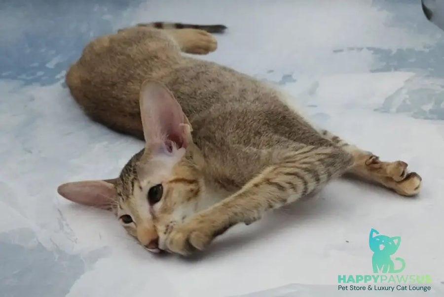 Marian Oriental Shorthair female chocolate tortie spotted tabby - live animals