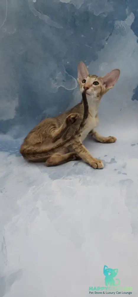 Marian Oriental Shorthair female chocolate tortie spotted tabby - live animals