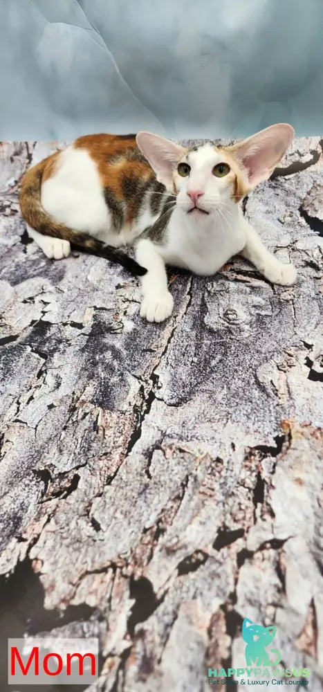 Marian Oriental Shorthair female chocolate tortie spotted tabby - live animals
