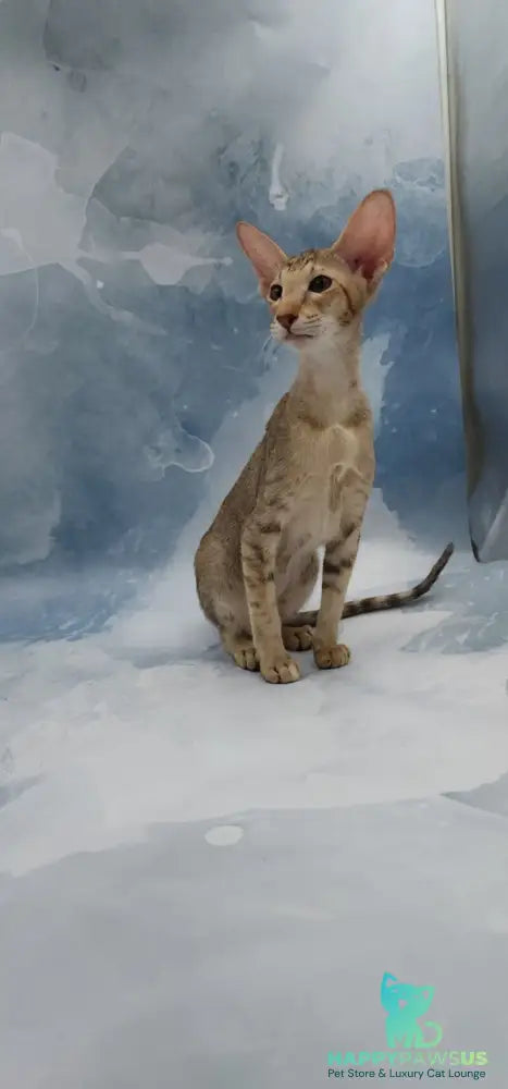 Marian Oriental Shorthair female chocolate tortie spotted tabby - live animals