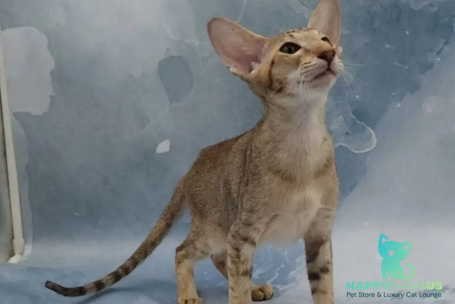 Marian Oriental Shorthair female chocolate tortie spotted tabby - live animals