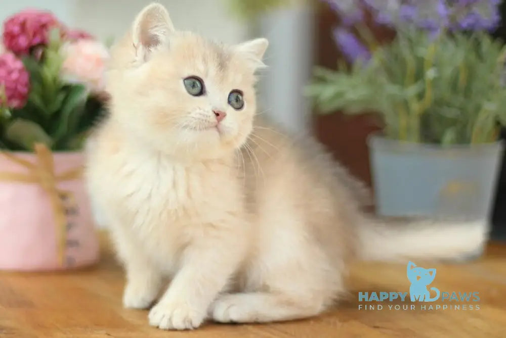 Mariana British Shorthair female blue golden shaded live animals