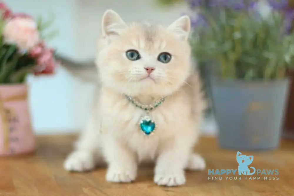 Mariana British Shorthair female blue golden shaded live animals