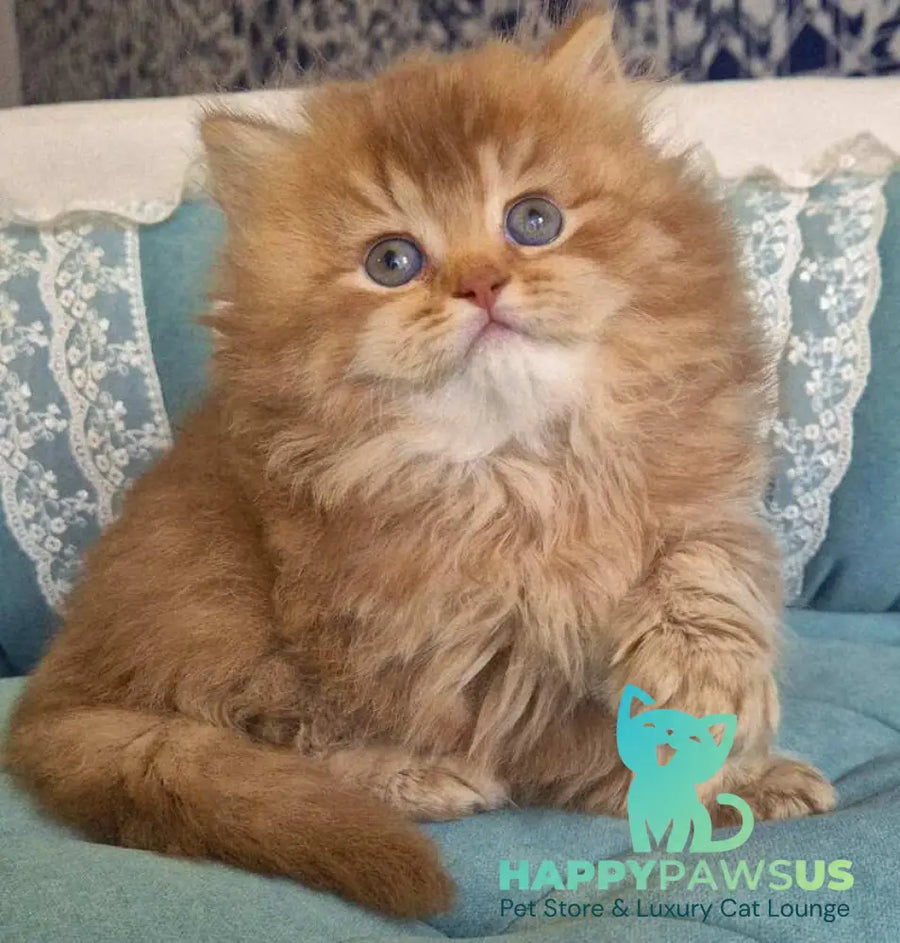 Maribel British Longhair female chocolate golden shaded - live animals