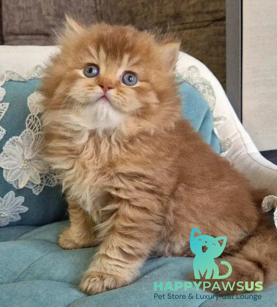 Maribel British Longhair female chocolate golden shaded - live animals