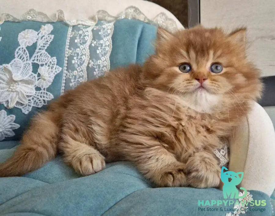Maribel British Longhair female chocolate golden shaded - live animals