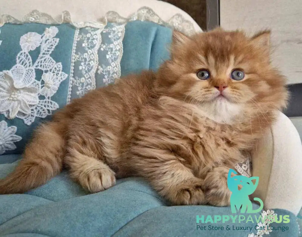 Maribel British Longhair female chocolate golden shaded - live animals