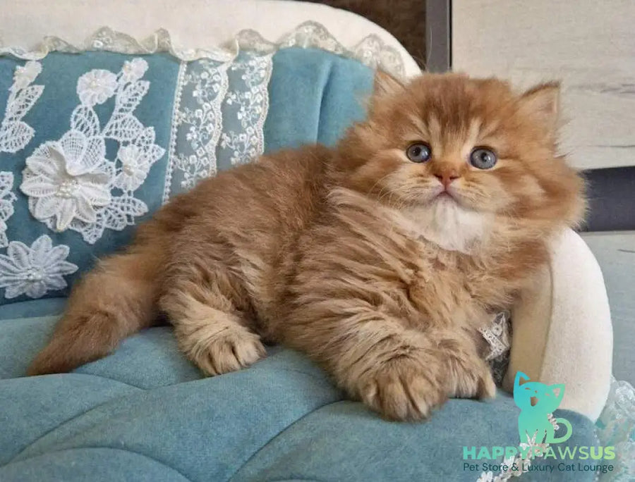 Maribel British Longhair female chocolate golden shaded - live animals