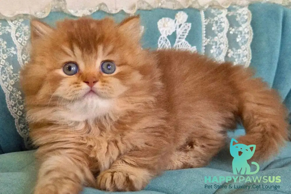 Maribel British Longhair female chocolate golden shaded - live animals