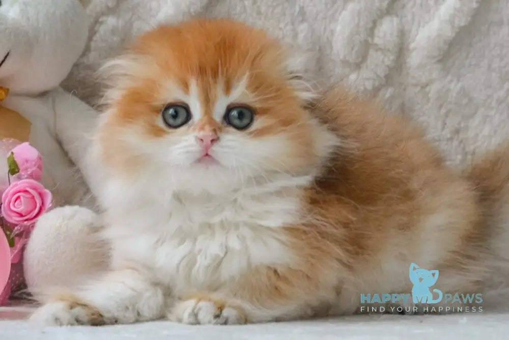Mariella Scottish Fold female black golden chinchilla live animals