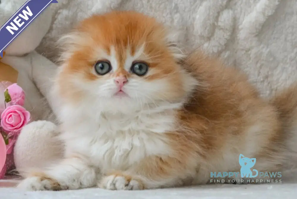 Mariella Scottish Fold female black golden chinchilla live animals