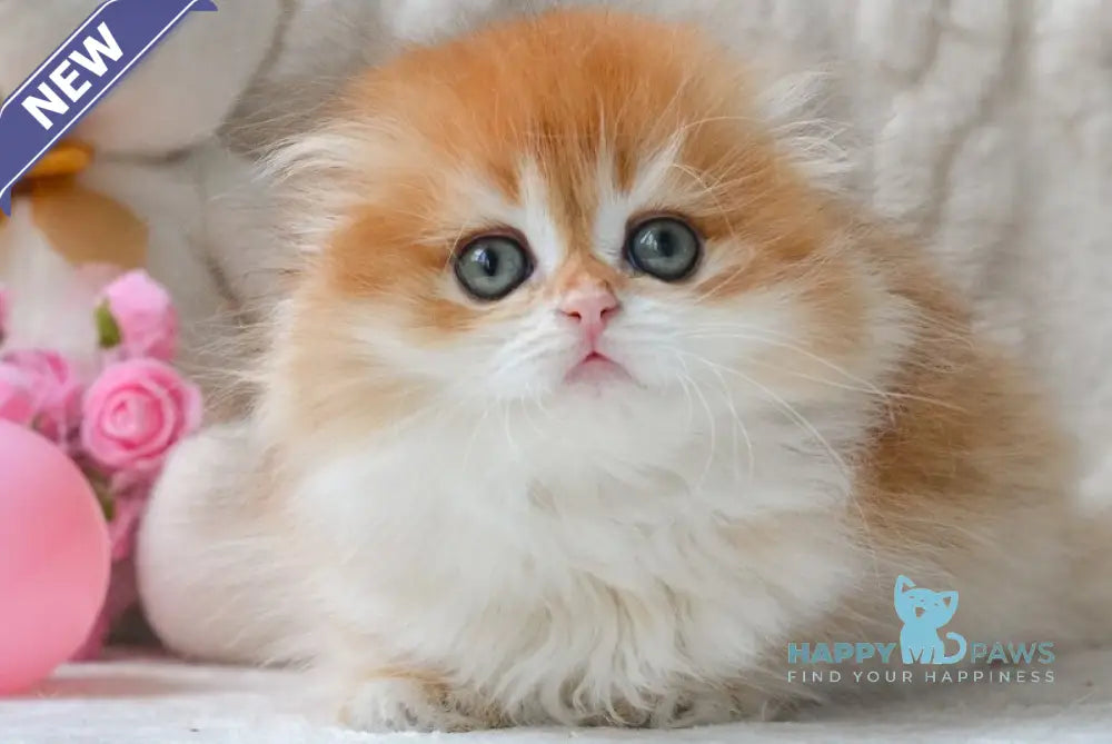 Mariella Scottish Fold female black golden chinchilla live animals