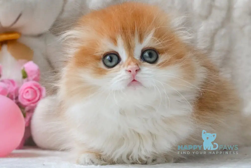 Mariella Scottish Fold female black golden chinchilla live animals