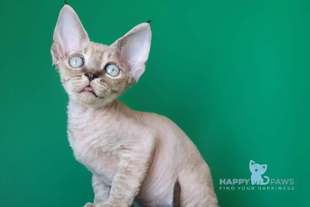 Marik Devon Rex male black tabby pointed - live animals