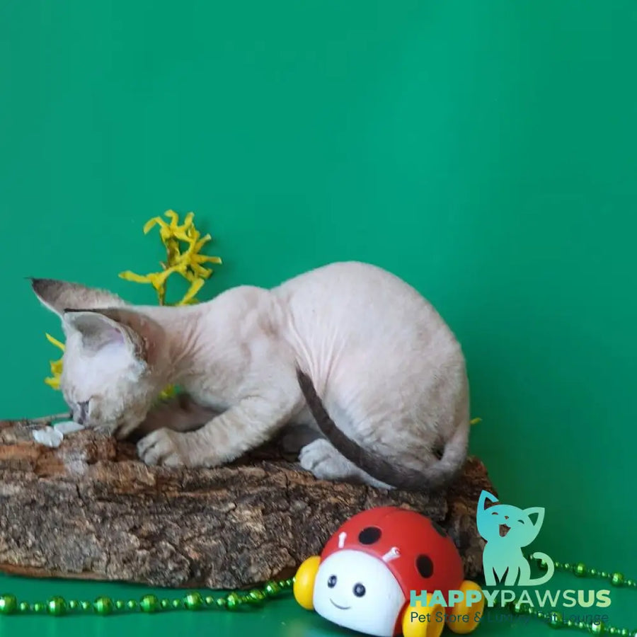Marik Devon Rex male black tabby pointed - live animals