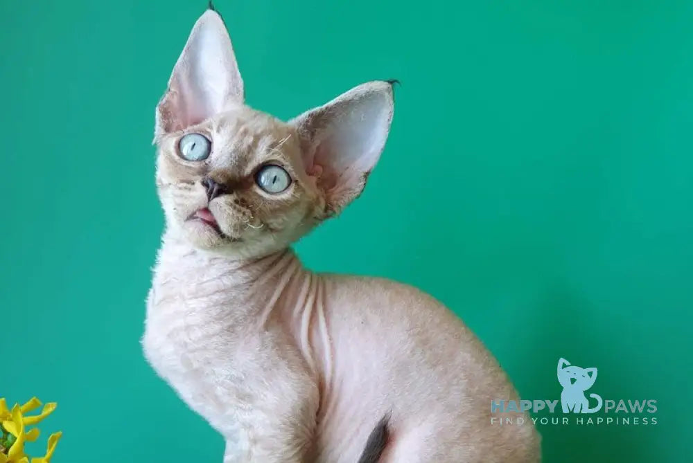 Marik Devon Rex male black tabby pointed - live animals