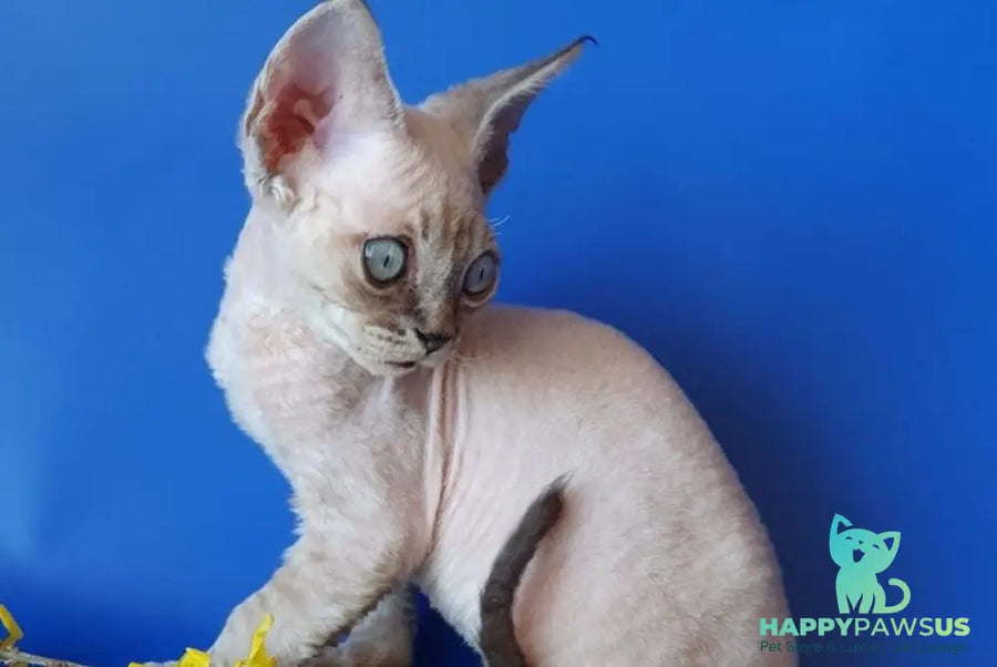 Marik Devon Rex male black tabby pointed - live animals