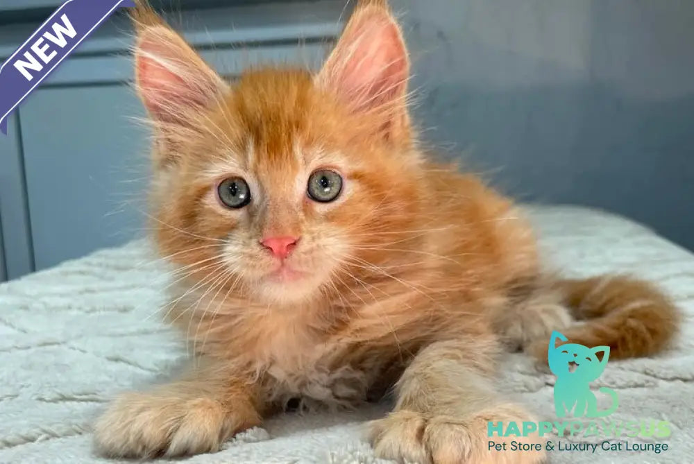 Marik Maine Coon polydactyl male red - live animals