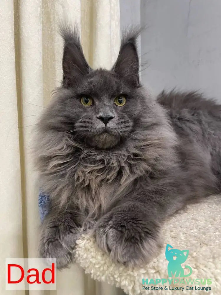 Marik Maine Coon polydactyl male red - live animals