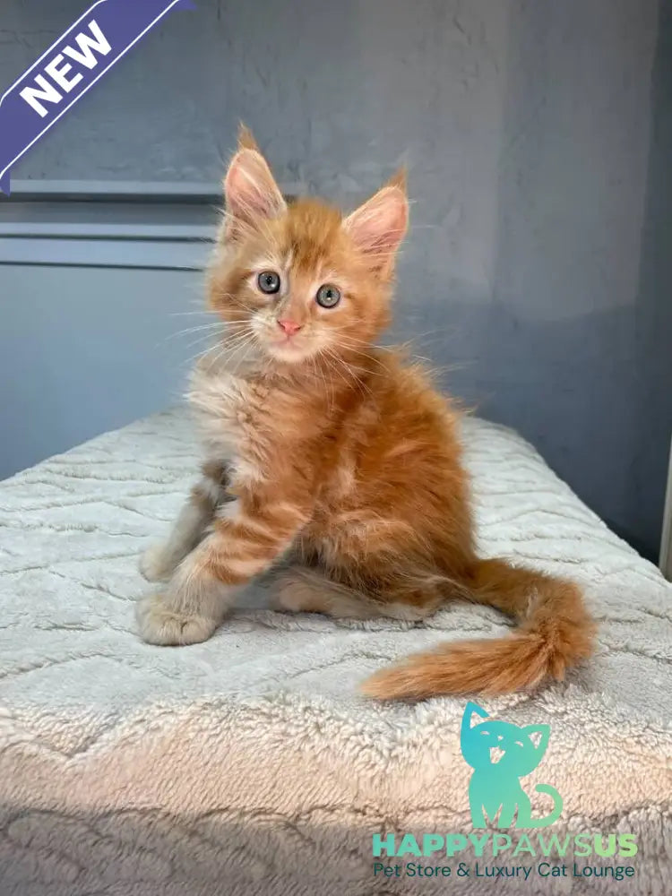 Marik Maine Coon polydactyl male red - live animals