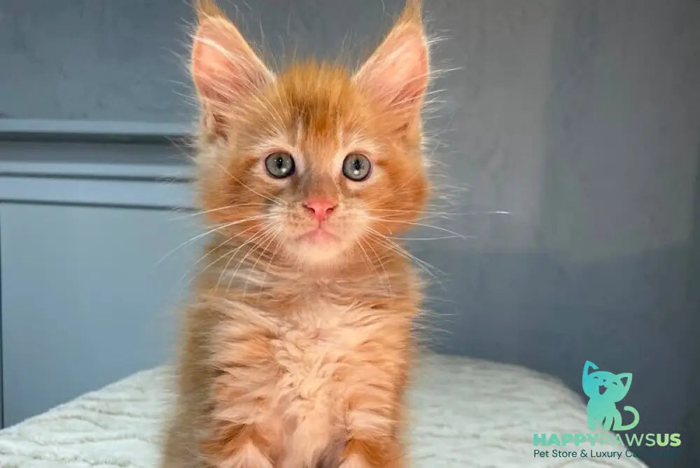 Marik Maine Coon polydactyl male red - live animals