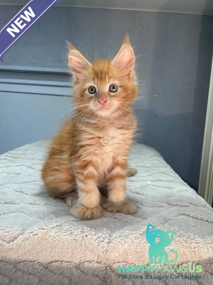 Marik Maine Coon polydactyl male red - live animals