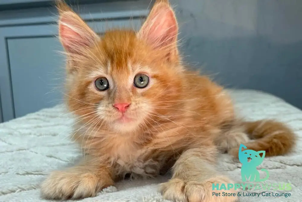 Marik Maine Coon polydactyl male red - live animals