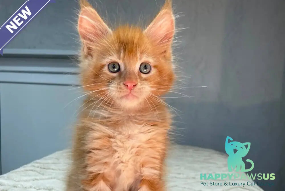 Marik Maine Coon polydactyl male red - live animals