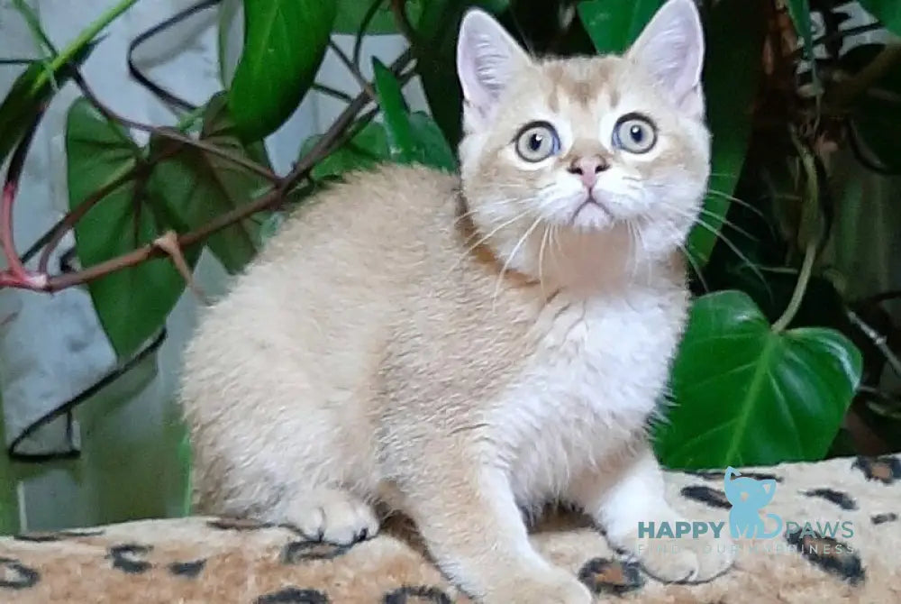 Marik Scottish Straight male black golden shaded live animals