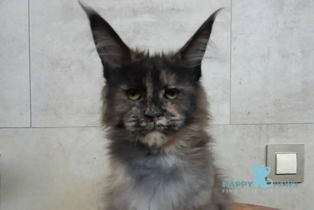 Marika Maine Coon female black tortie silver - live animals
