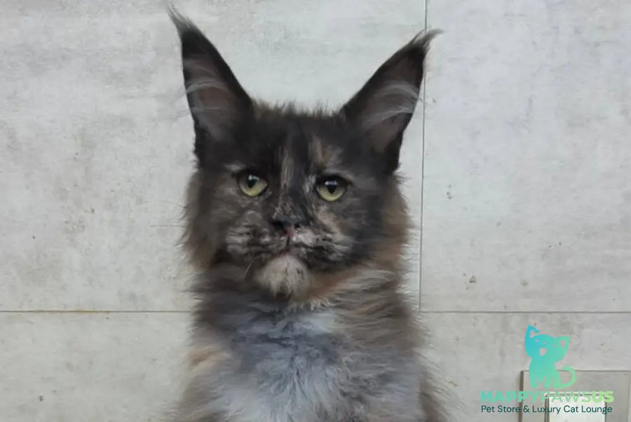 Marika Maine Coon female black tortie silver - live animals