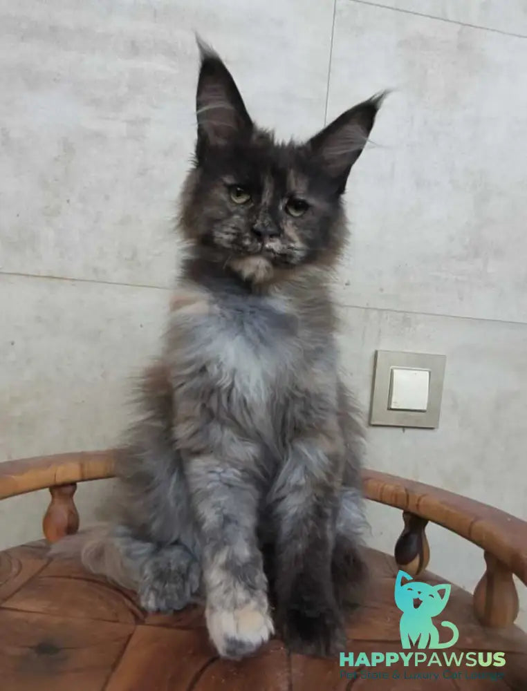 Marika Maine Coon female black tortie silver - live animals