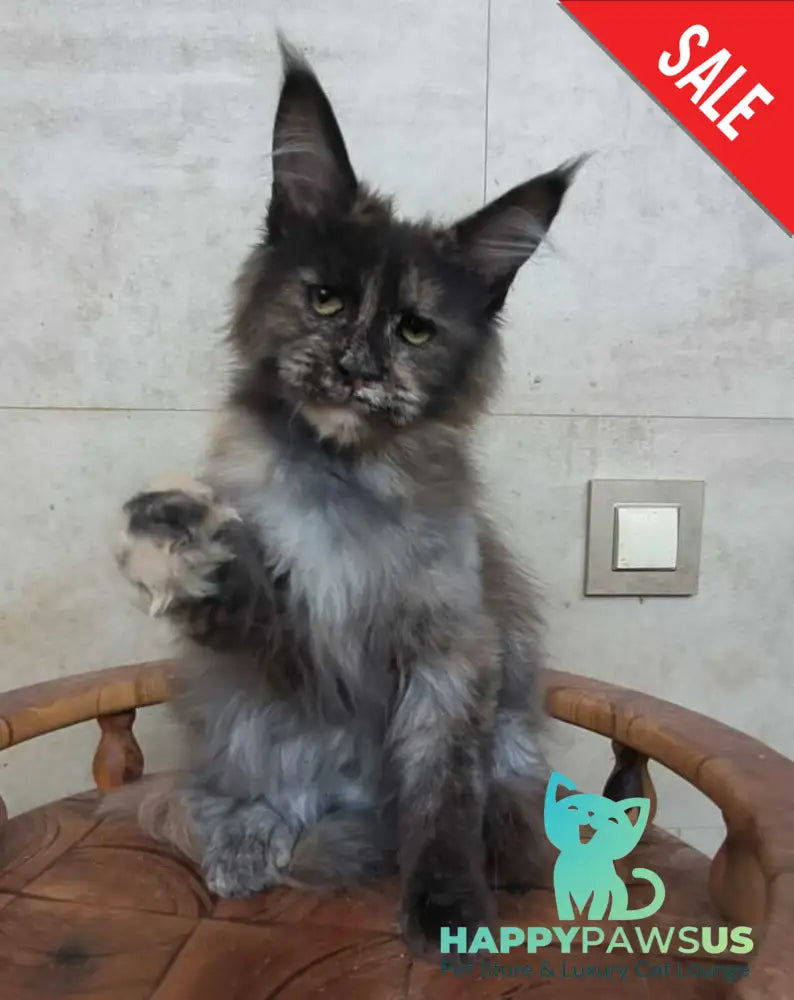 Marika Maine Coon female black tortie silver - live animals
